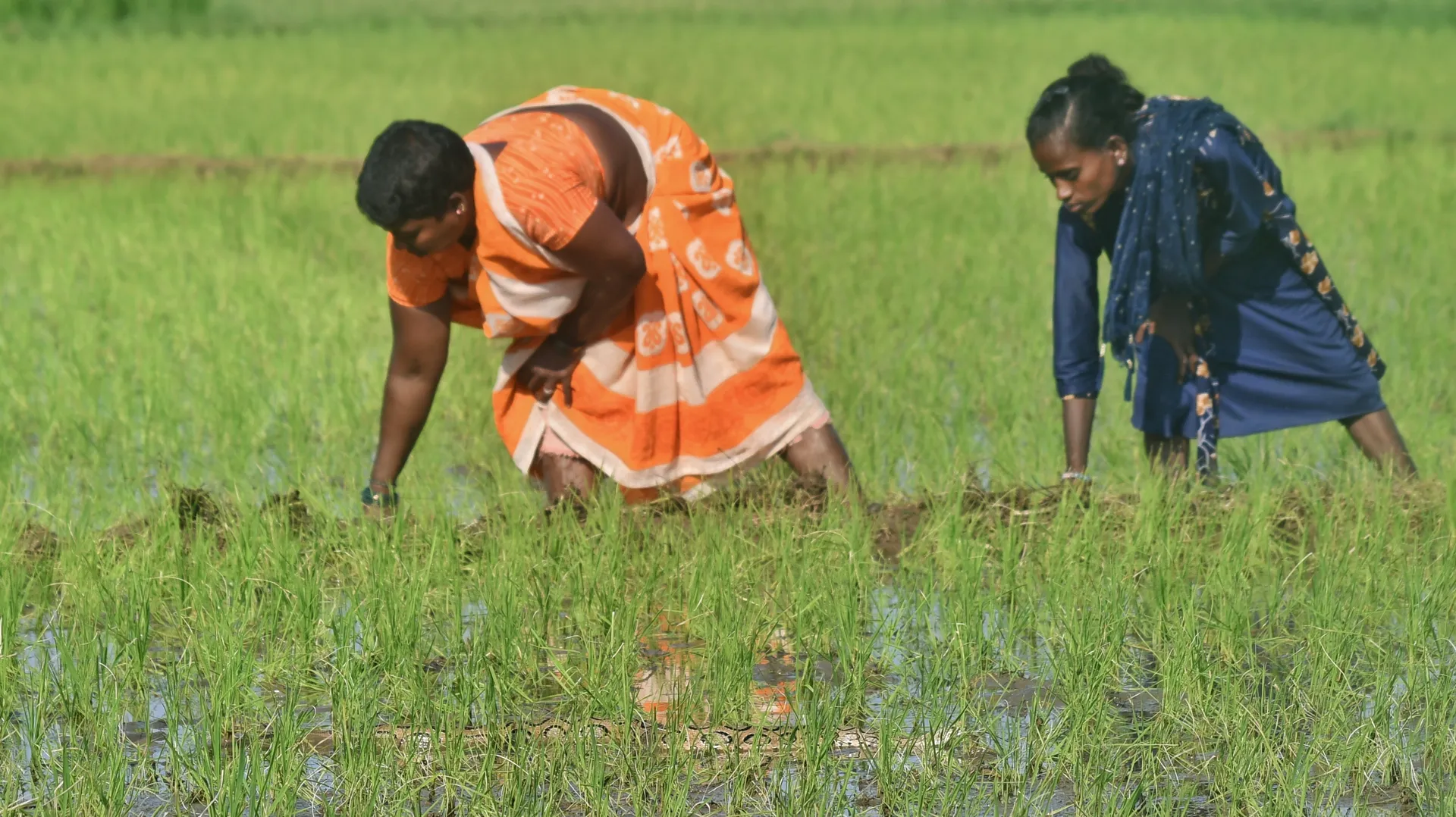 Rice paddy workers