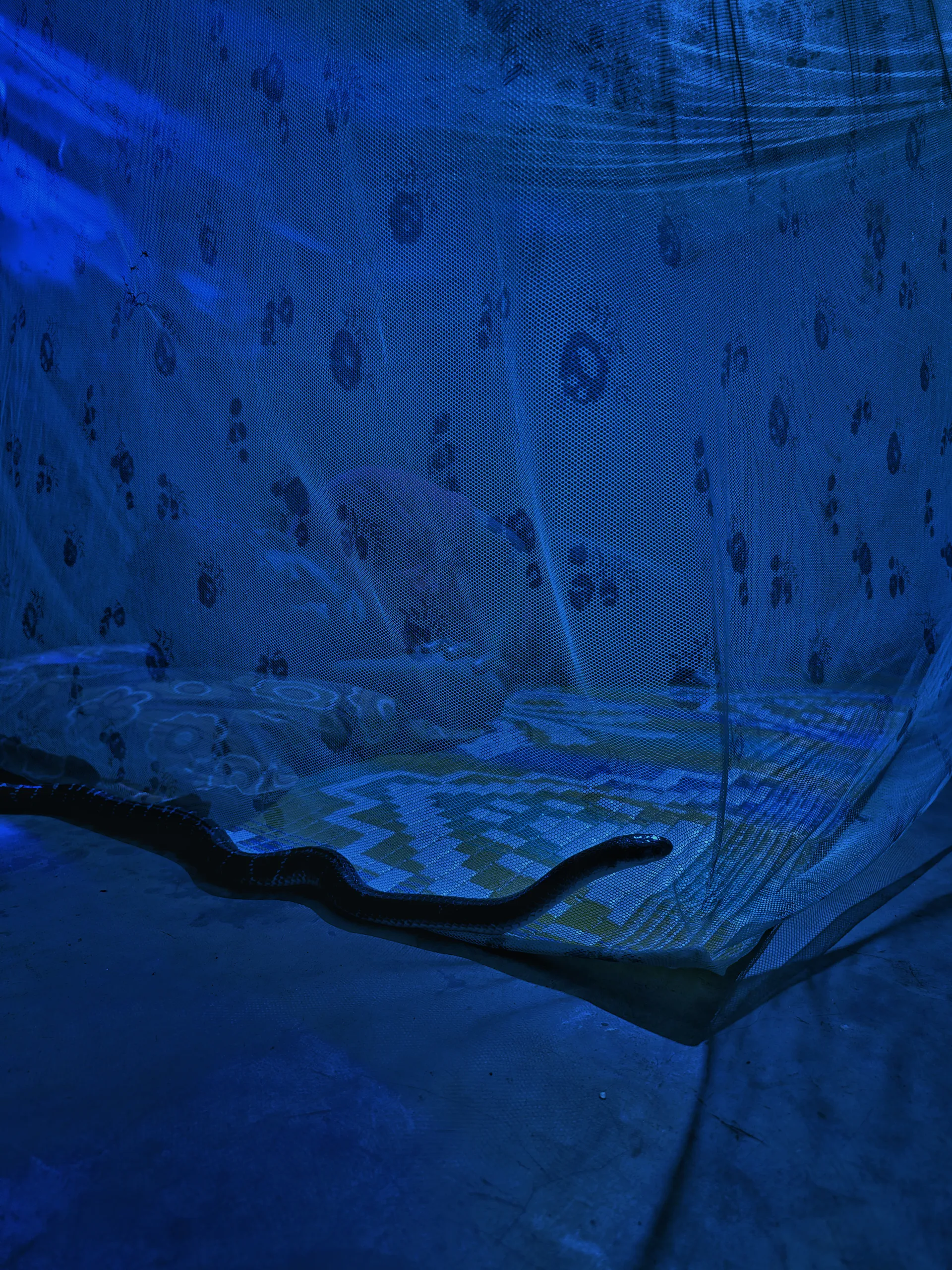Krait inside a mosquito net