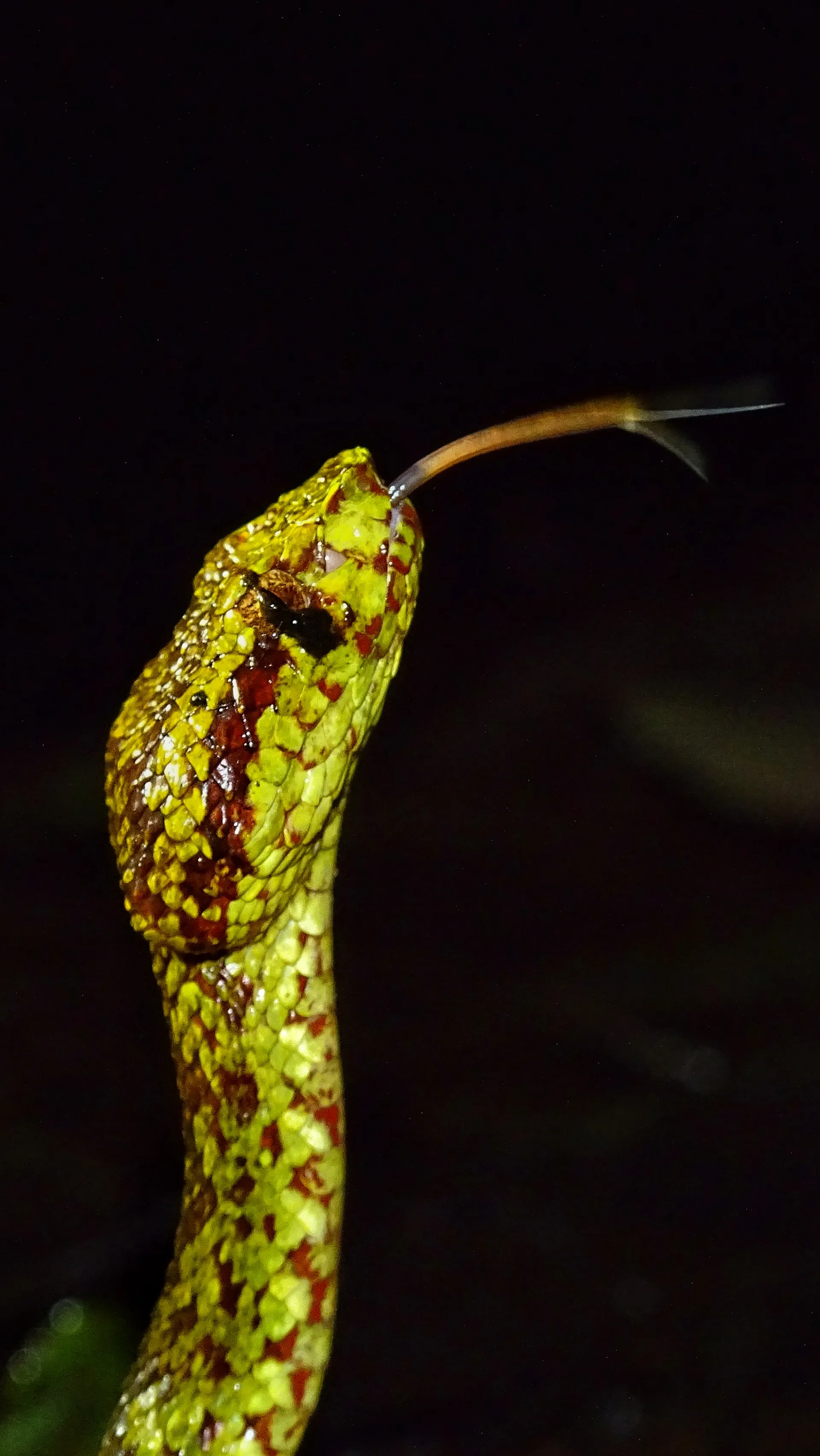 Malabar pit viper