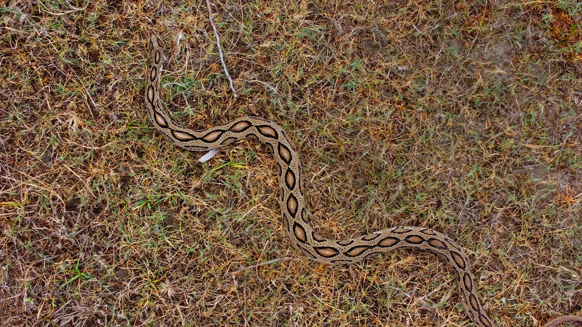 Russell's viper in the field