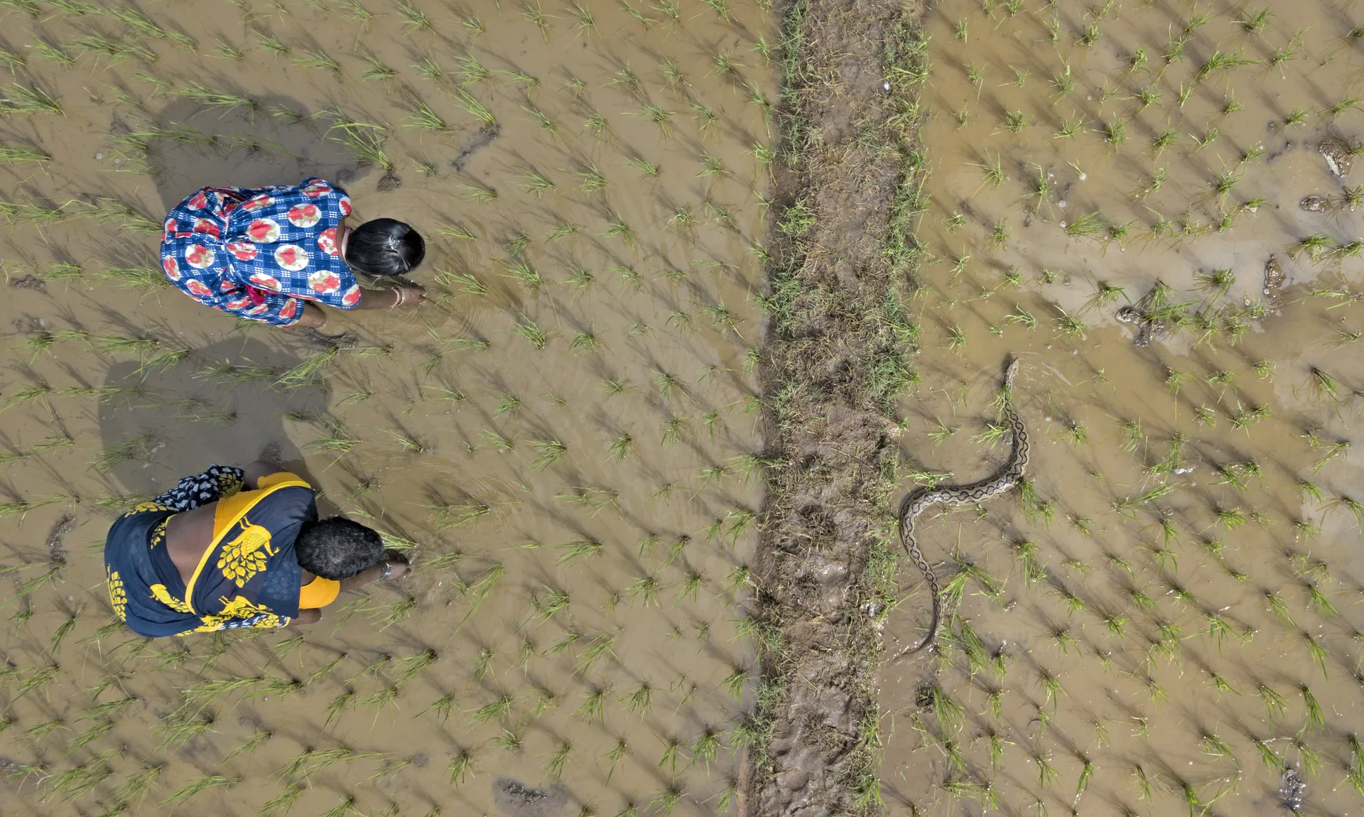 Russell's viper metres from farmers