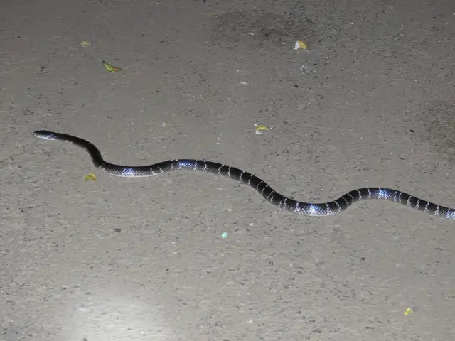 Common Krait