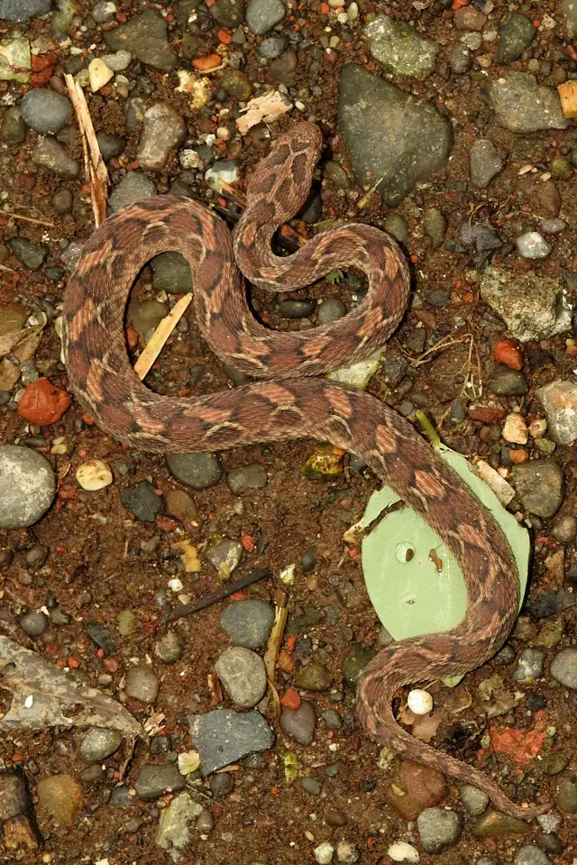 Saw-scaled Viper
