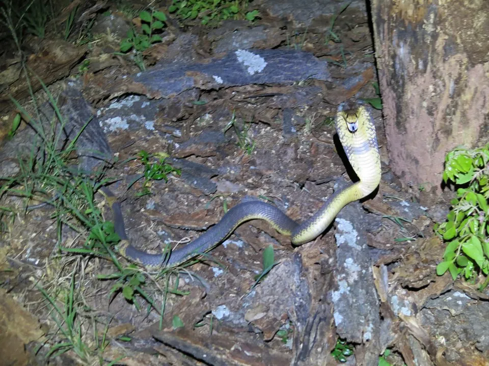 Banded Cobra