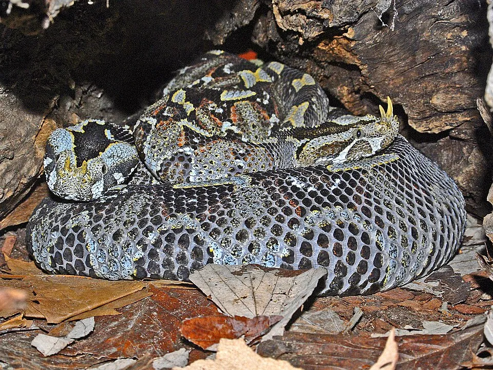 Butterfly Viper