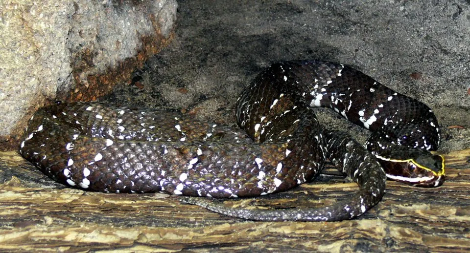 Cantil Viper