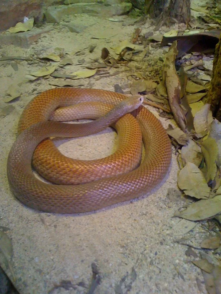 Coastal Taipan