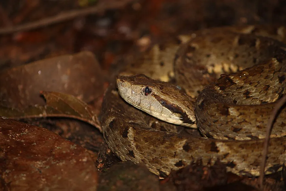 Common Lancehead
