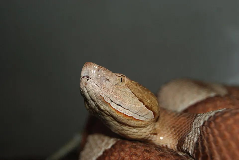 Broad-banded Copperhead