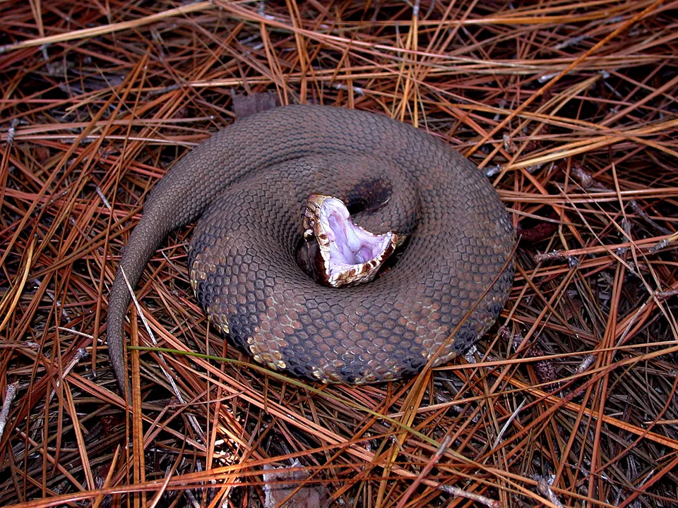 Western Cottonmouth