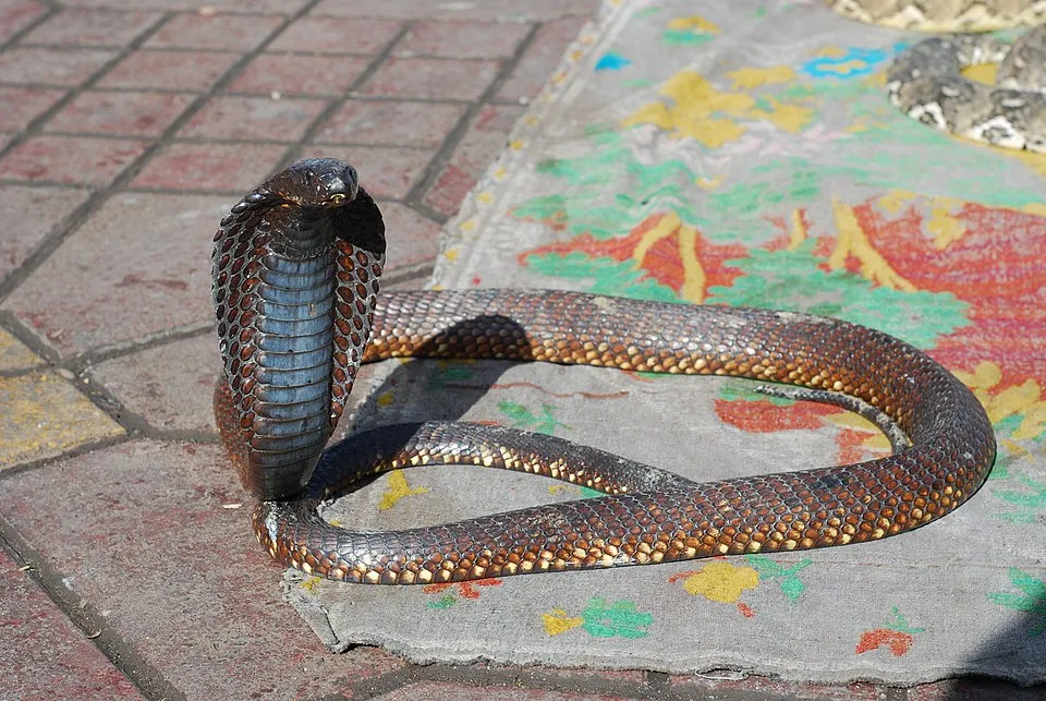 Egyptian Cobra