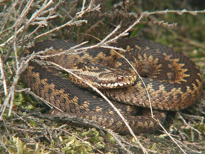European Adder