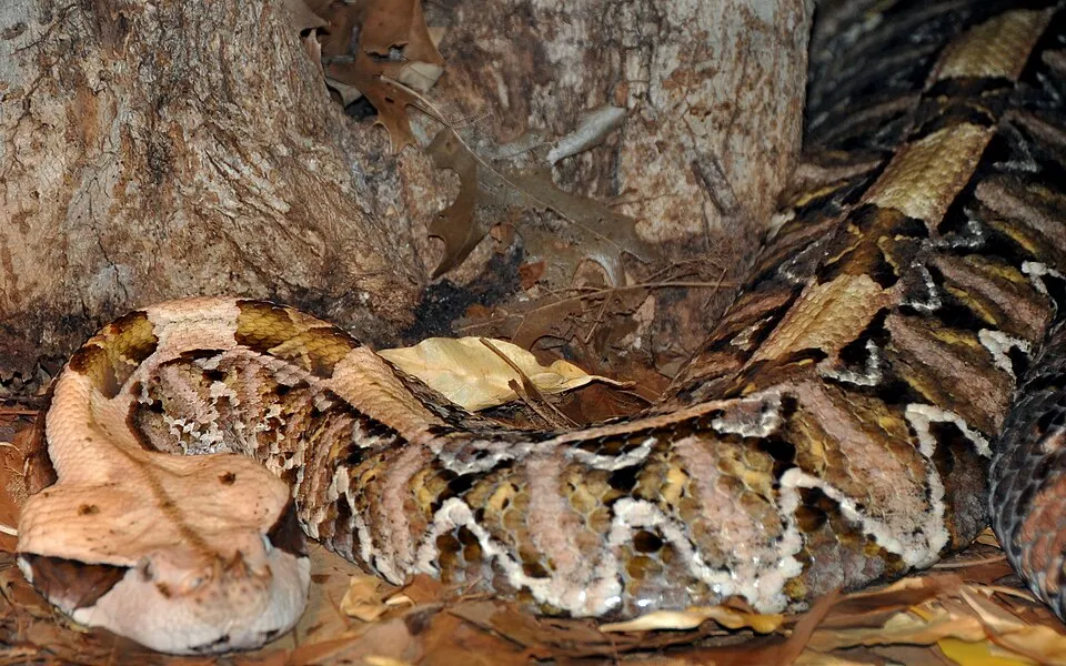 Gaboon Viper