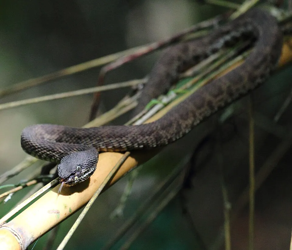 Mangrove Pit Viper