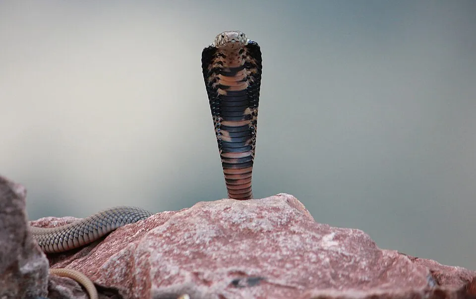 Mozambique Spitting Cobra