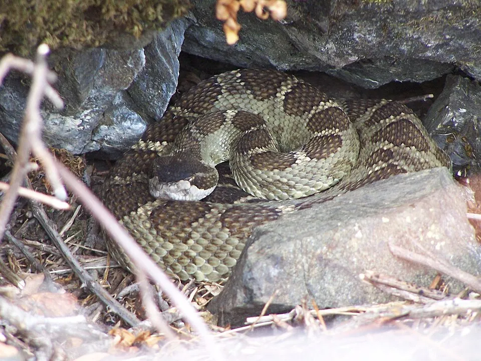 Timber Rattlesnake