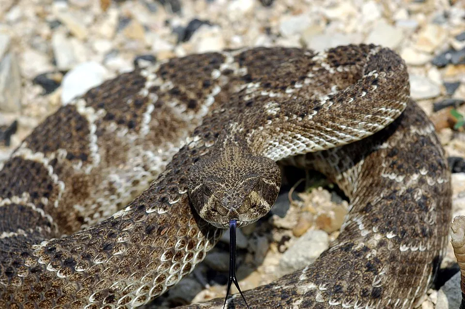 Western Diamondback